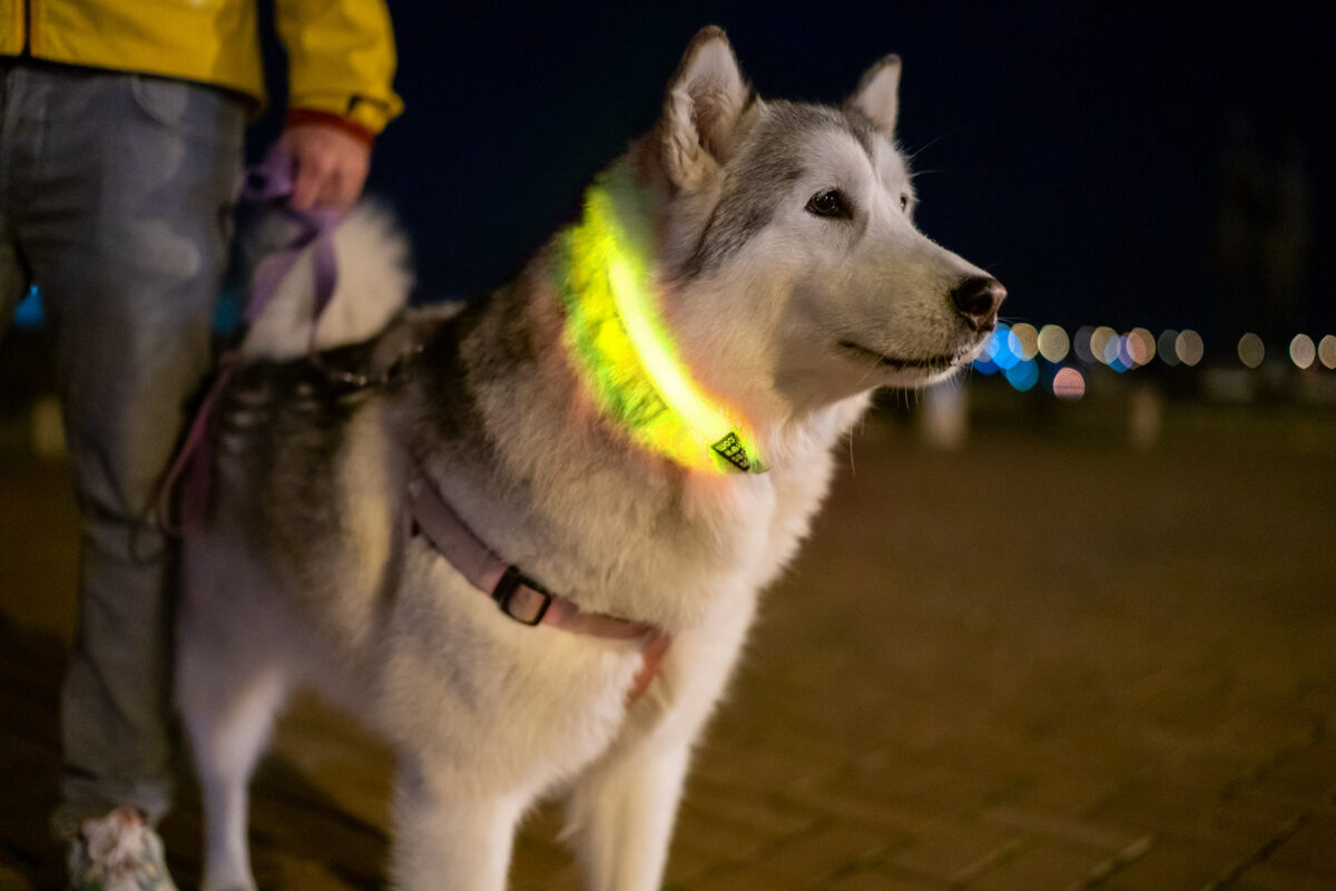 Flash dzeltena atstarojošā LED gaismas kakla lente suņiem, iepakojumā 1.gab