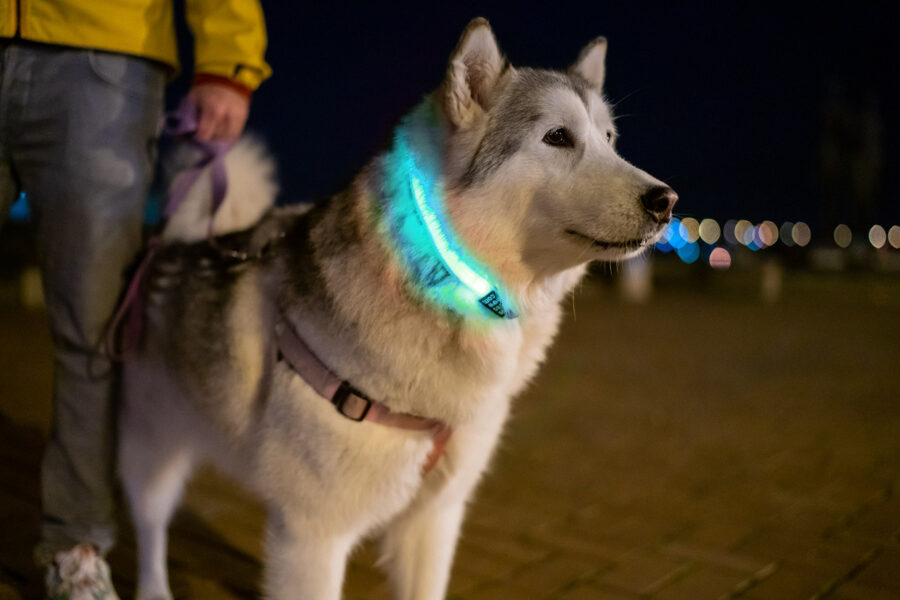 Flash zila atstarojošā LED gaismas kakla lente suņiem, iepakojumā 1.gab